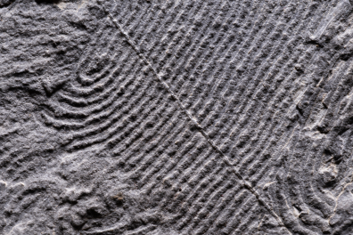 Helmintoïdes - Traces d'Helmintoïdes dans un schiste (détail)